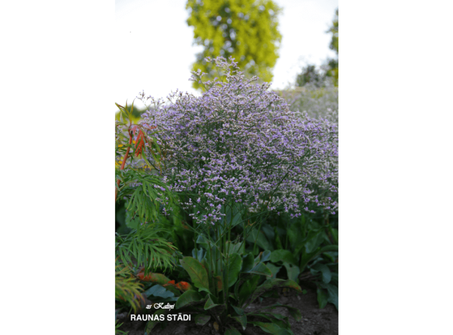 Limonium latifolium